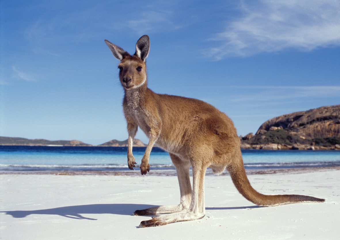 Fauna; Kangaroos;